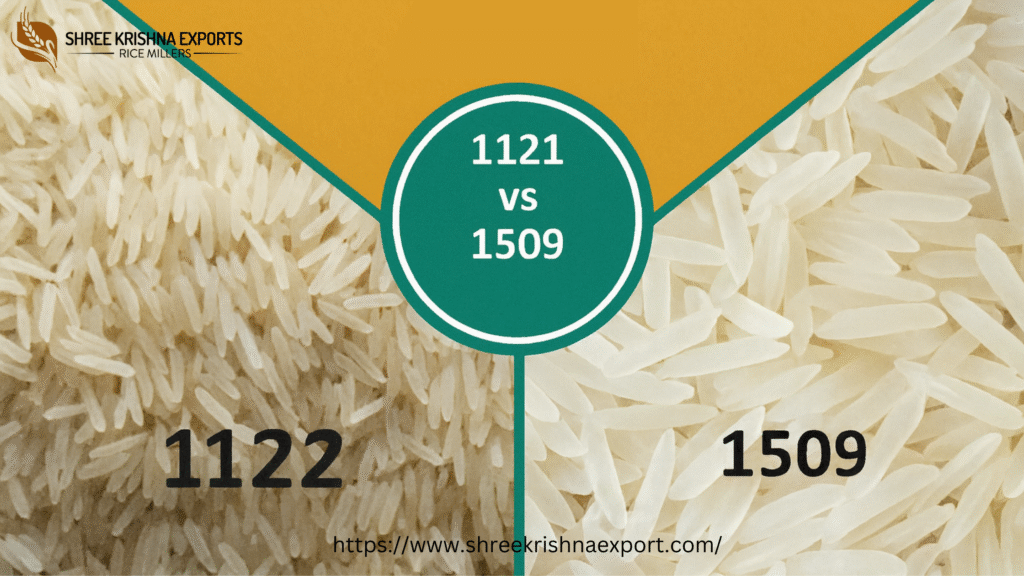Difference Between: 1121 Basmati Rice VS 1509 Basmati Rice